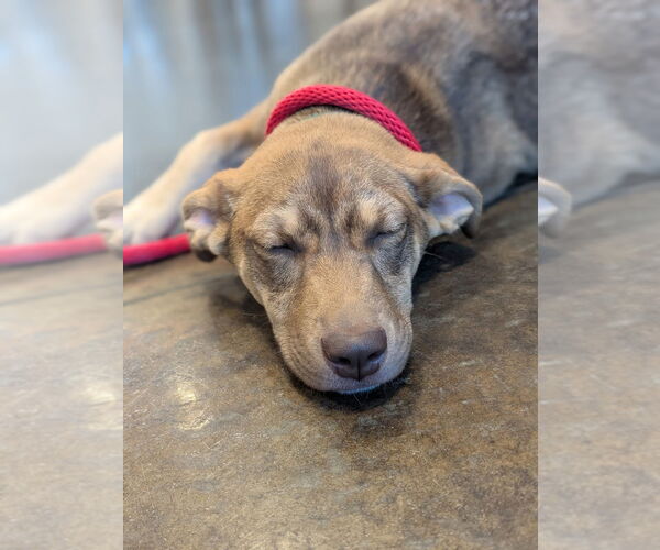 Medium Photo #2 Mountain Cur-Unknown Mix Puppy For Sale in Boston, MA, USA