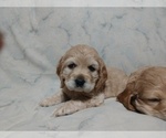 Small Photo #3 Cocker Spaniel Puppy For Sale in WEST CHESTER, OH, USA