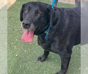 Tasha - Female Labrador Retriever Dog for Adoption - Photo #3