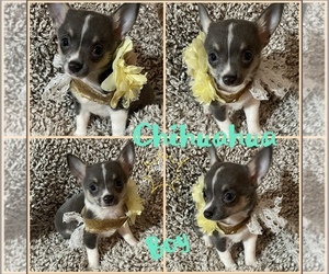 Chihuahua Puppy for sale in HARRIMAN, TN, USA