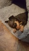 Small Photo #12 Miniature Pinscher Puppy For Sale in BULGER, PA, USA
