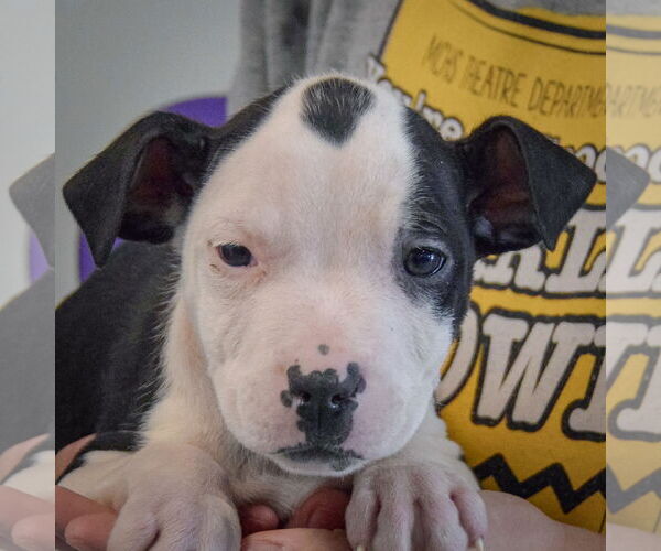 Medium Photo #6 American Staffordshire Terrier-Boxer Mix Puppy For Sale in Huntley, IL, USA