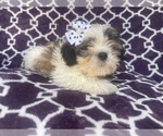 Small Photo #11 Zuchon Puppy For Sale in LAKELAND, FL, USA