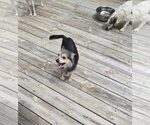 Small #1 Chihuahua Mix