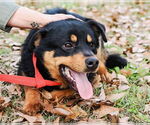 Small #3 Border Collie Mix