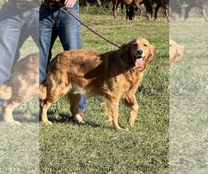 Mother of the Golden Retriever puppies born on 12/14/2026