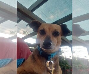 Chiweenie Dogs for adoption in Pipe Creek, TX, USA