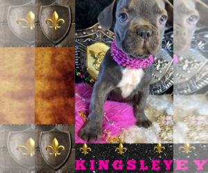 French Bulldog Puppy for sale in HEATHROW, FL, USA