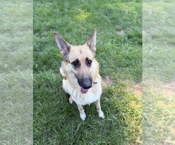 Medium Photo #1 German Shepherd Dog Puppy For Sale in Lakemore, OH, USA