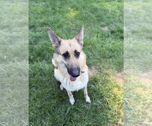 German Shepherd Dog Dogs for adoption in Lakemore, OH, USA