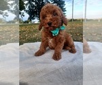Small Photo #2 Goldendoodle (Miniature) Puppy For Sale in NILES, MI, USA