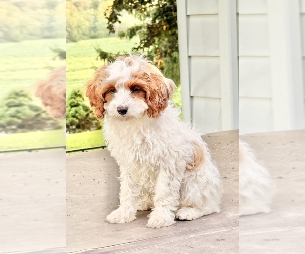 Medium Photo #5 Cavapoo (Miniature) Puppy For Sale in MOHNTON, PA, USA