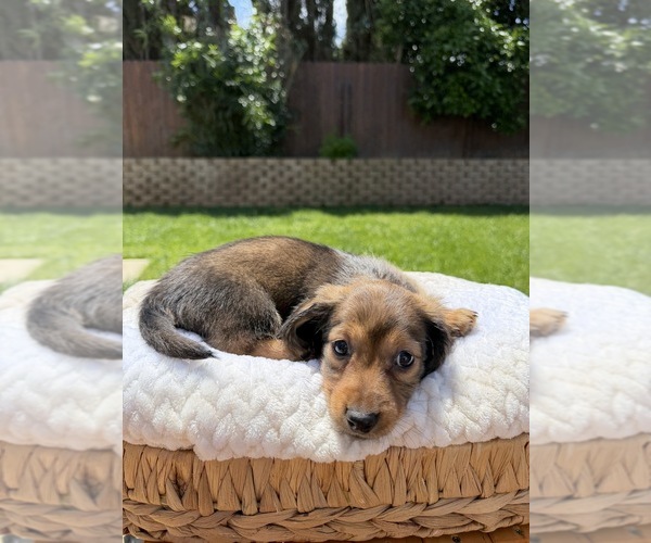 Medium Photo #4 Dachshund Puppy For Sale in NORTH HIGHLANDS, CA, USA