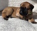 Small Photo #11 Mastiff Puppy For Sale in BIXBY, OK, USA