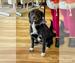 Small #1 Labrador Retriever Mix