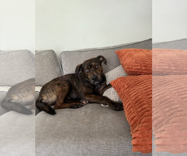Medium Photo #6 Mutt Puppy For Sale in Doylestown, PA, USA