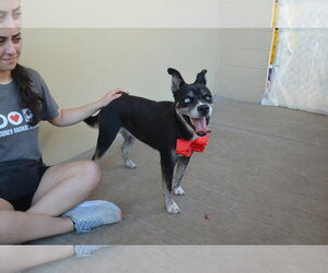 Siberian Husky-Unknown Mix Dogs for adoption in McKinney, TX, USA