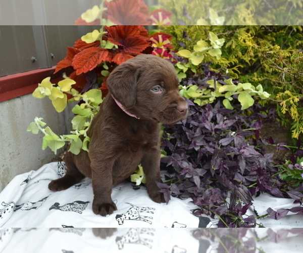 Medium Photo #2 Labrador Retriever Puppy For Sale in GREENWOOD, WI, USA