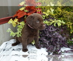 Small Photo #31 Labrador Retriever Puppy For Sale in GREENWOOD, WI, USA