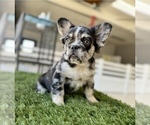 Small Photo #1 French Bulldog Puppy For Sale in CHARLOTTE, NC, USA
