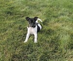 Puppy Louis Rat Terrier