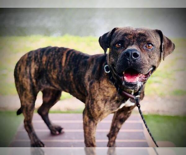 Medium Photo #1 American Staffordshire Terrier-Bulldog Mix Puppy For Sale in Orlando, FL, USA