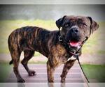Small American Staffordshire Terrier-Bulldog Mix