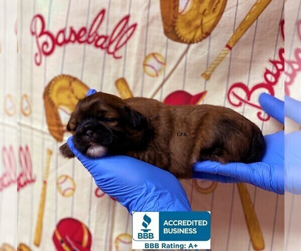Medium Photo #2 Shih Tzu Puppy For Sale in WINNSBORO, LA, USA