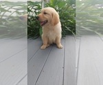 Small Photo #5 Golden Retriever Puppy For Sale in ELVERTA, CA, USA