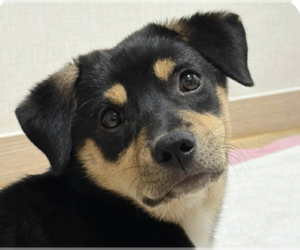 Mutt Dogs for adoption in San Ramon, CA, USA