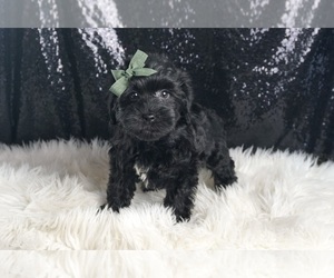 Medium YorkiePoo