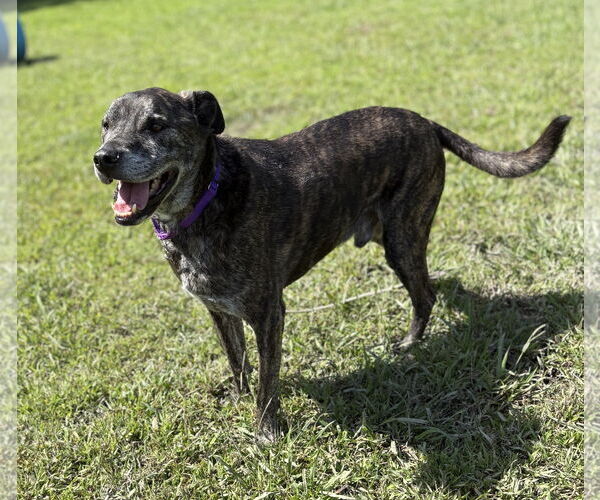 Medium Photo #4 Labrador Retriever-Unknown Mix Puppy For Sale in Virginia Beach, VA, USA