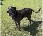 Small #3 Labrador Retriever Mix