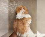 Small #2 Shih Tzu
