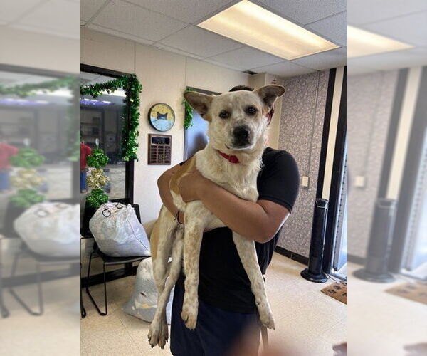 Medium Photo #1 Mutt Puppy For Sale in Sugar Land, TX, USA