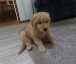 Small #2 Golden Retriever