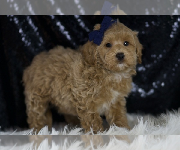 Medium Photo #3 Maltipoo (Miniature) Puppy For Sale in WARSAW, IN, USA