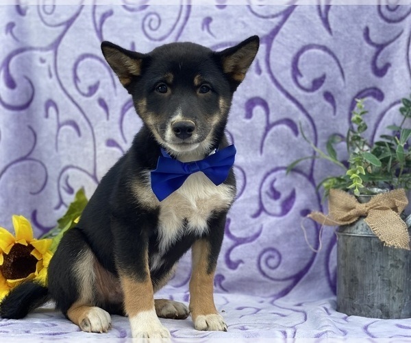 Medium Photo #1 Shiba Inu Puppy For Sale in LANCASTER, PA, USA