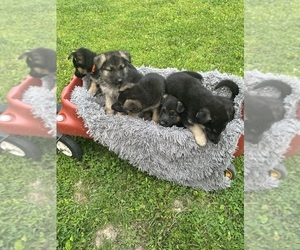 German Shepherd Dog Puppy for sale in ARMSTRONG, MO, USA
