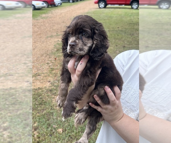 Medium Photo #2 Cockapoo (Toy) Puppy For Sale in MEMPHIS, TN, USA