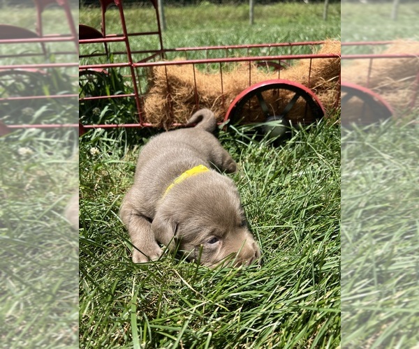 Medium Photo #10 Labrador Retriever Puppy For Sale in NEOLA, WV, USA