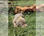 Small #9 Labrador Retriever