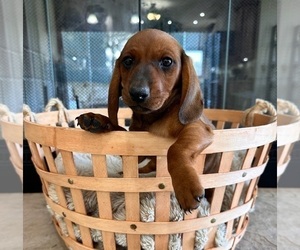 Dachshund Puppy for sale in GREENFIELD, IN, USA