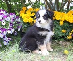 Small #5 Miniature Australian Shepherd