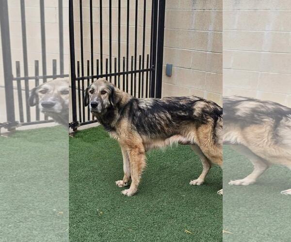 Medium Photo #2 Anatolian Shepherd-Unknown Mix Puppy For Sale in Rockwall, TX, USA