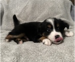 Small Photo #8 Miniature Australian Shepherd Puppy For Sale in QUINCY, CA, USA