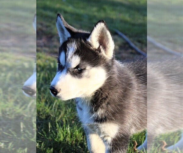 Medium Photo #6 Siberian Husky Puppy For Sale in STEVENS, PA, USA