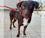 Small #16 Chocolate Labrador retriever Mix