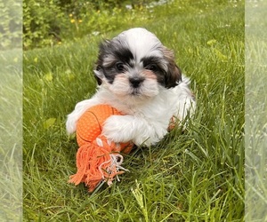 Shih Tzu Puppy for sale in MIDDLEBURY, IN, USA