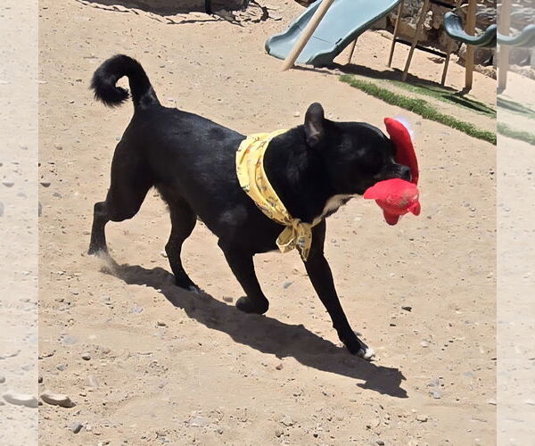 Medium Photo #2 Pug-Unknown Mix Puppy For Sale in Peralta, NM, USA